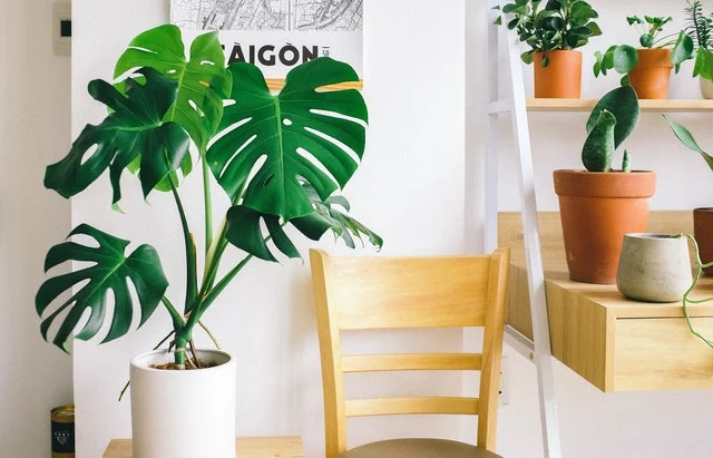 A Detailed Guide On Monstera Plants