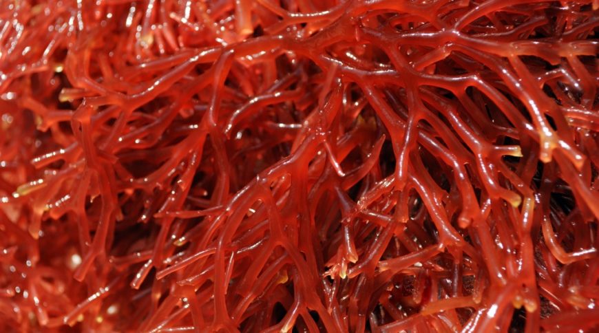 Carrageenan Market Opportunities, Demand and Growth by 2022-2027