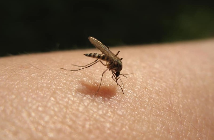 5 Tips to Prevent Mosquito Bites