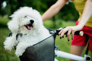 Bicycle Pet Seat Market