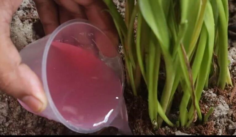 Liquid Fertilizers Market Size,