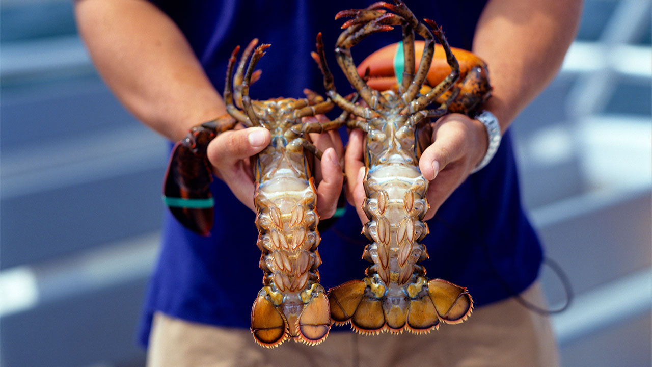 Lobster Market Trends